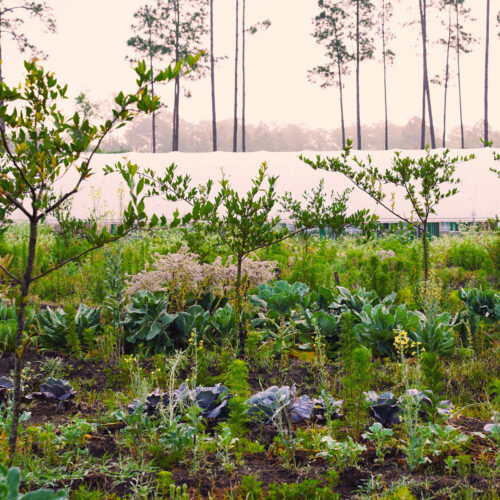 Indigenous Roots of Climate Farming